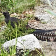 Menura novaehollandiae (Superb Lyrebird) at Namadgi National Park - 23 Dec 2021 by JohnBundock