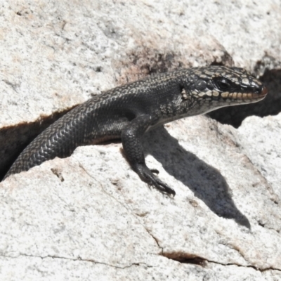 Egernia saxatilis (Black Rock Skink) at Namadgi National Park - 23 Dec 2021 by JohnBundock