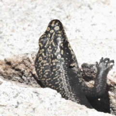 Egernia saxatilis at Tennent, ACT - 23 Dec 2021