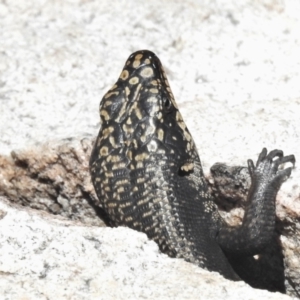 Egernia saxatilis at Tennent, ACT - 23 Dec 2021