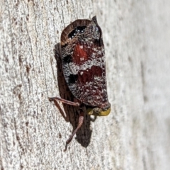 Platybrachys decemmacula (Green-faced gum hopper) at GG282 - 20 Dec 2021 by sbittinger