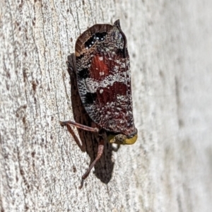 Platybrachys decemmacula at Hackett, ACT - 21 Dec 2021