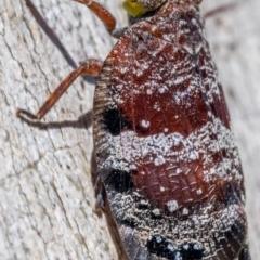 Platybrachys decemmacula at Hackett, ACT - 21 Dec 2021