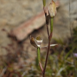 Caladenia moschata at Tennent, ACT - 23 Dec 2021