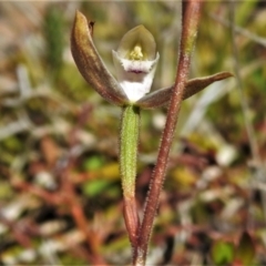 Caladenia moschata at Tennent, ACT - suppressed