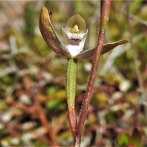 Caladenia moschata at Tennent, ACT - 23 Dec 2021