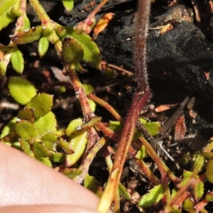 Caladenia moschata at Tennent, ACT - suppressed