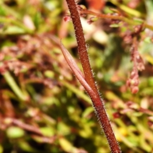 Caladenia moschata at Tennent, ACT - suppressed