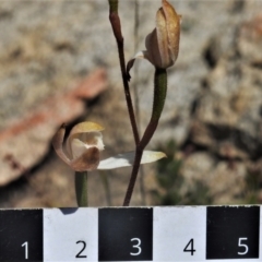 Caladenia moschata at Tennent, ACT - suppressed