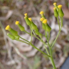 Senecio bathurstianus (Rough Fireweed) at Cook, ACT - 13 Dec 2021 by drakes