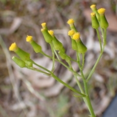 Senecio bathurstianus (Rough Fireweed) at Cook, ACT - 12 Dec 2021 by drakes