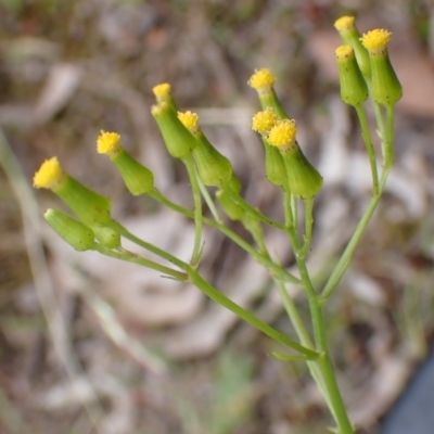 Senecio bathurstianus (Rough Fireweed) at Cook, ACT - 13 Dec 2021 by drakes