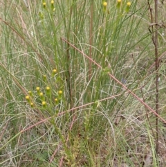 Senecio bathurstianus at Cook, ACT - 13 Dec 2021