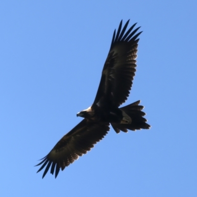 Aquila audax (Wedge-tailed Eagle) at Coree, ACT - 21 Dec 2021 by jb2602