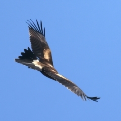 Aquila audax at Coree, ACT - 21 Dec 2021 11:28 AM