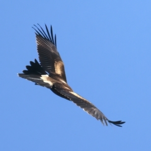 Aquila audax at Coree, ACT - 21 Dec 2021