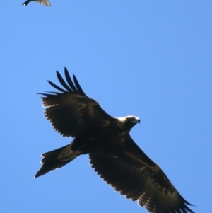 Aquila audax at Coree, ACT - 21 Dec 2021 11:28 AM