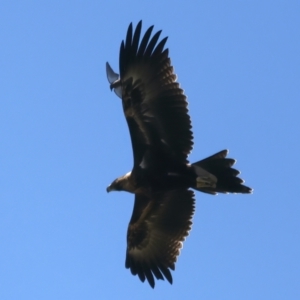 Aquila audax at Coree, ACT - 21 Dec 2021 11:28 AM