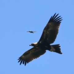 Aquila audax at Coree, ACT - 21 Dec 2021 11:28 AM