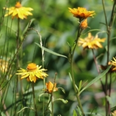 Xerochrysum bracteatum (Golden Everlasting) at East Boyd State Forest - 20 Dec 2021 by KylieWaldon