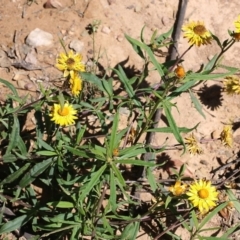 Xerochrysum bracteatum at Narrabarba, NSW - 21 Dec 2021