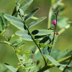 Indigofera australis subsp. australis at Narrabarba, NSW - 21 Dec 2021 10:04 AM