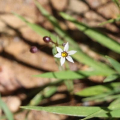 Sisyrinchium rosulatum (Scourweed) at Narrabarba, NSW - 21 Dec 2021 by KylieWaldon