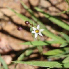 Unidentified Other Wildflower or Herb (TBC) at Narrabarba, NSW - 20 Dec 2021 by KylieWaldon