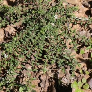 Rhytidosporum procumbens at Narrabarba, NSW - 21 Dec 2021