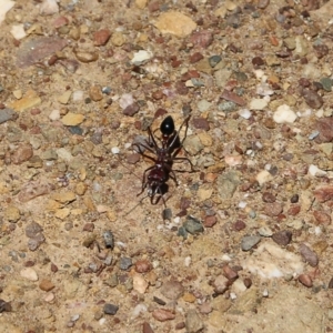 Myrmecia sp. (genus) at Narrabarba, NSW - 21 Dec 2021 10:03 AM