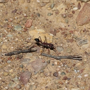 Myrmecia sp. (genus) at Narrabarba, NSW - 21 Dec 2021 10:03 AM