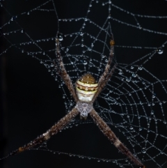 Argiope keyserlingi (St Andrew's Cross Spider) at Penrose - 23 Dec 2021 by Aussiegall