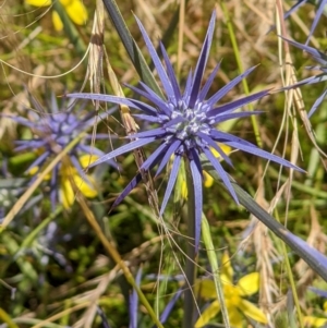 Eryngium ovinum at West Wodonga, VIC - 22 Dec 2021