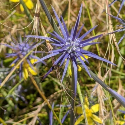 Eryngium ovinum (Blue Devil) at Klings Reserve - 22 Dec 2021 by ChrisAllen