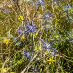 Eryngium ovinum at West Wodonga, VIC - 22 Dec 2021