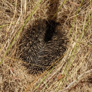 Tachyglossus aculeatus at West Wodonga, VIC - 20 Dec 2021 01:01 PM