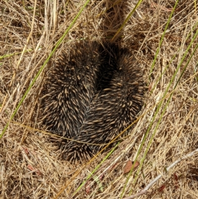 Tachyglossus aculeatus (Short-beaked Echidna) at Felltimber Creek NCR - 20 Dec 2021 by ChrisAllen