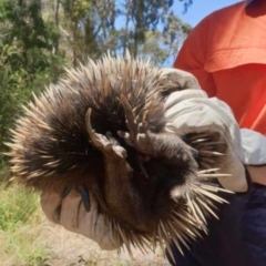 Tachyglossus aculeatus at West Wodonga, VIC - 20 Dec 2021 01:01 PM