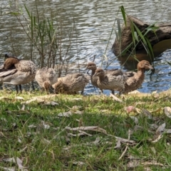 Chenonetta jubata at West Albury, NSW - 7 Dec 2021