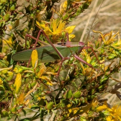 Terpandrus sp. (genus) (Gumleaf Katydid) at Klings Reserve - 22 Dec 2021 by ChrisAllen