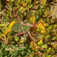 Terpandrus sp. (genus) at West Wodonga, VIC - 22 Dec 2021