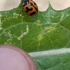 Coccinella transversalis (Transverse Ladybird) at Wodonga - 21 Dec 2021 by ChrisAllen