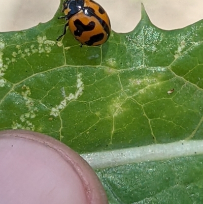 Coccinella transversalis (Transverse Ladybird) at Bonegilla, VIC - 21 Dec 2021 by ChrisAllen