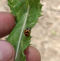 Coccinella transversalis at Bonegilla, VIC - 21 Dec 2021 01:04 PM