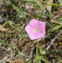 Convolvulus angustissimus subsp. angustissimus (Australian Bindweed) at Albury - 11 Dec 2021 by ChrisAllen