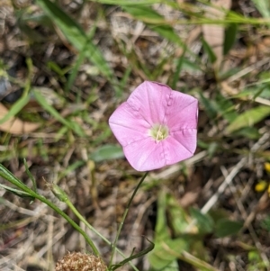 Convolvulus angustissimus subsp. angustissimus at Thurgoona, NSW - 11 Dec 2021