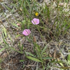 Convolvulus angustissimus subsp. angustissimus at Thurgoona, NSW - 11 Dec 2021 12:31 PM