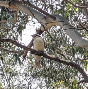 Dacelo novaeguineae at Thurgoona, NSW - 11 Dec 2021