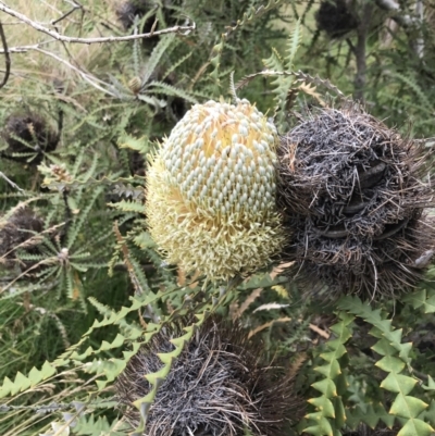 Banksia sp. at Ventnor, VIC - 15 Dec 2021 by Tapirlord