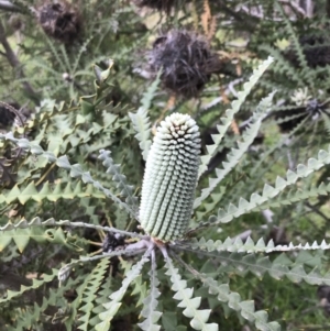 Banksia sp. at Ventnor, VIC - 15 Dec 2021 10:15 AM